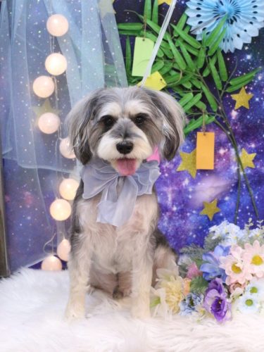 20250704パピコくん